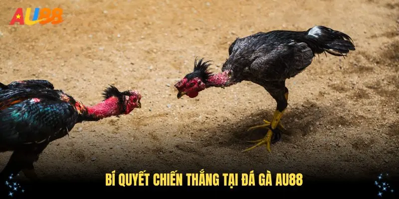 Bí quyết chiến thắng tại đá gà AU88 dễ dàng