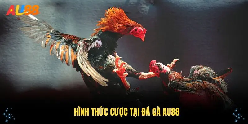 Hình thức cược tại đá gà AU88 cực hấp dẫn