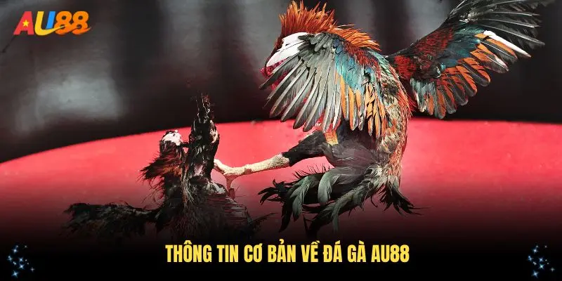 Thông tin cơ bản về đá gà AU88 cần biết